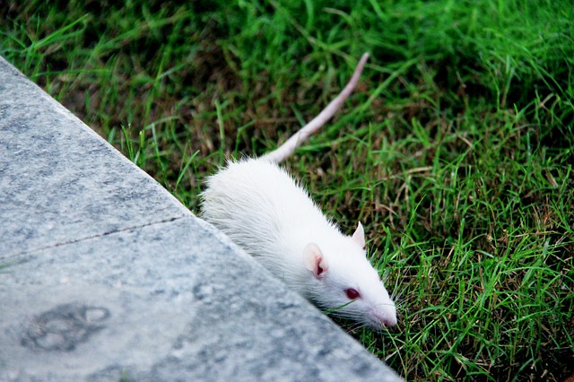 myška v trávě
